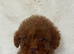 F1bb cockapoo puppies ready to leave