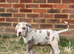 Great white Merle with blue eyes