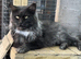 XL black,black smoke maine coon kittens