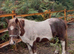 10.2hh full up Shetland cross Dartmoor hill