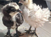 Mixed bantams