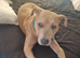 Staffordshire bull terrior