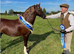 Welsh sec c gelding