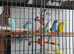 Budgies for sale