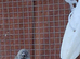 Baby zebra finches