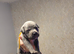 beautiful puppies
