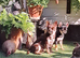 Romeo Smooth Coat Chihuahua
