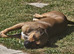 Jeff 4 year old Staffie cross