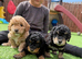 Jackapoo puppies for sale