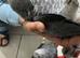 1 MALE LEFT Baby African greys