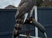 Goshawk 2024 female