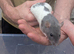 Beautiful rex rats