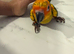 Selling baby handreared sun conures