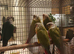 5 conures