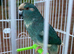 Lovely female kakariki