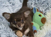 Gorgeous Chihuahua puppy male