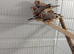 2026 zebra finches