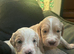 3 beautiful cocker bitches left