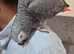 Silly tame African grey