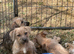 Norfolk x Jack Russell pups