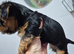 Yorkshire Biewier terrier