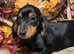 KC Long Coat Miniature Dachshund Puppies