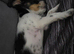 1 year old Biewer Terrier