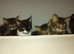 Kittens for sale