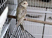Female Kakarikis