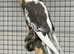 Semi tame cockatiel