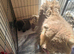 Chow chow for sale