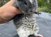 Teddy Guinea pig Babies 2 for &pound;60