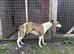 Whippet dog