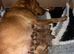 Beautiful KC Reg Dark Red Working Labrador Puppies