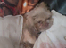 Male shihtzu puppy