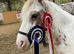 8yo 12.2hh ride and drive pony