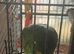 Beautiful mango