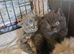 British short haired cross kittens for sale