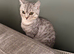 British shorthair 10-Month-Old Male Cat