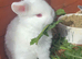Mini lop x