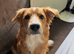 9 month old Border Collie x Welsh Sheep Dog