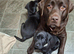 Black labrador puppies