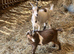 REDUCED . Pygmy goat wethers