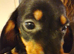 Miniature dachshund puppy's for sale