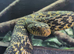 CBB24 Female King Rat Snake