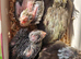 1 cockatiel chicks ready now 8 weeks old