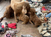Cockapoo puppies