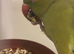Female Indian ring neck