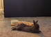 Netherland dwarf bunny