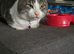 3 year old cat needs home with no other pets